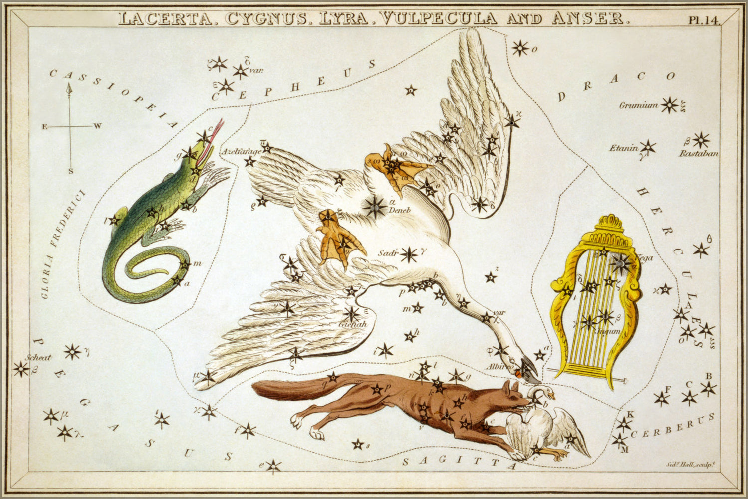 24"x36" Gallery Poster, Lacerta Cygnus Lyra Vulpecula Anser constellation star map 1825