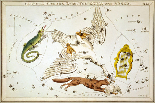 24"x36" Gallery Poster, Lacerta Cygnus Lyra Vulpecula Anser constellation star map 1825