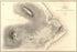 24"x36" Gallery Poster, Map of Part of the Island of Hawaii Sandwich Islands 1841