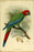 24"x36" Gallery Poster, The Jamaican Green-and-yellow Macaw 1907