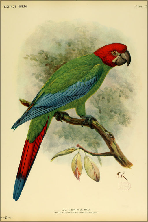 24"x36" Gallery Poster, The Jamaican Green-and-yellow Macaw 1907