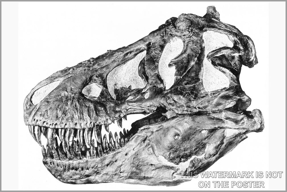 24"x36" Gallery Poster, Tyrannosaurus rex skull