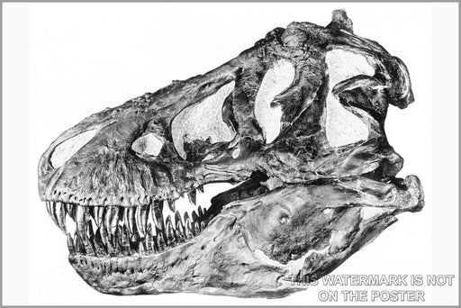 24"x36" Gallery Poster, Tyrannosaurus rex skull