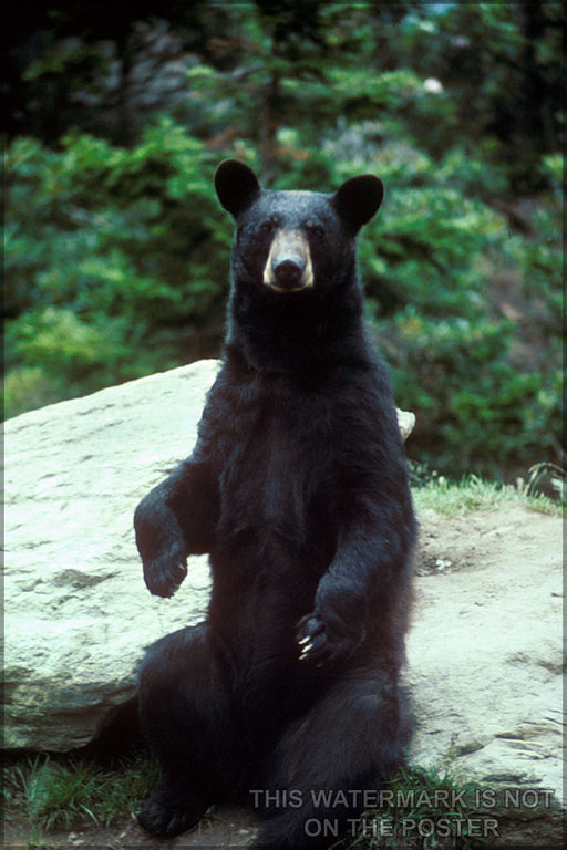 24"x36" Gallery Poster, american black bear