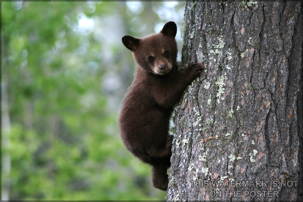 24"x36" Gallery Poster, american black bear cub