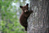 24"x36" Gallery Poster, american black bear cub