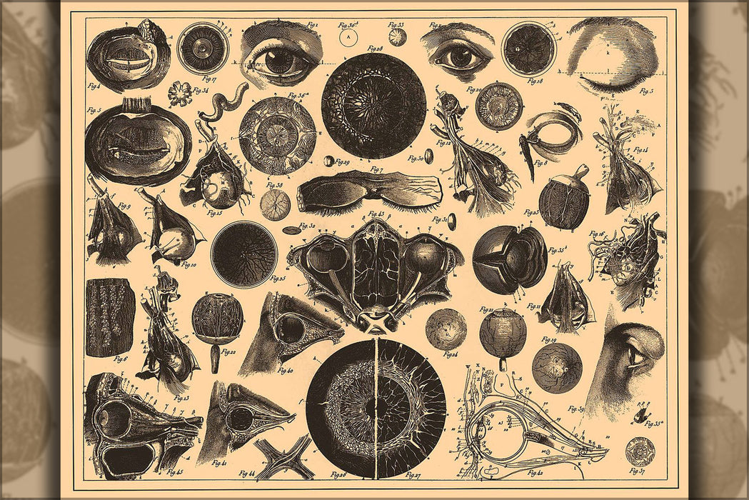 24"x36" Gallery Poster, anatomy of the eye 1890