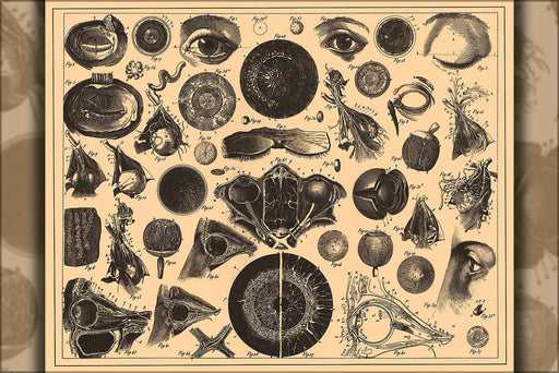 24"x36" Gallery Poster, anatomy of the eye 1890