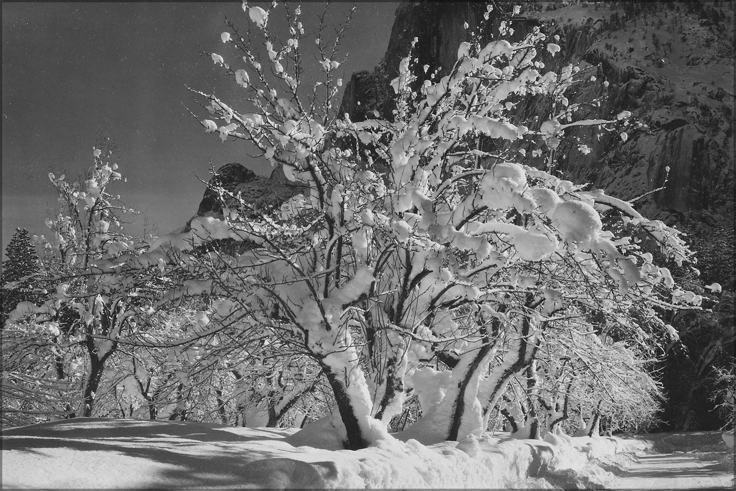 24"x36" Gallery Poster, ansel adams, Trees with snow on branches, Half Dome, Apple Orchard, Yosemite, California. April 1933