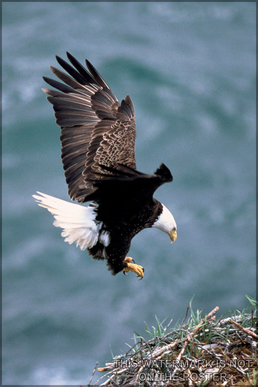 24"x36" Gallery Poster, bald eagle