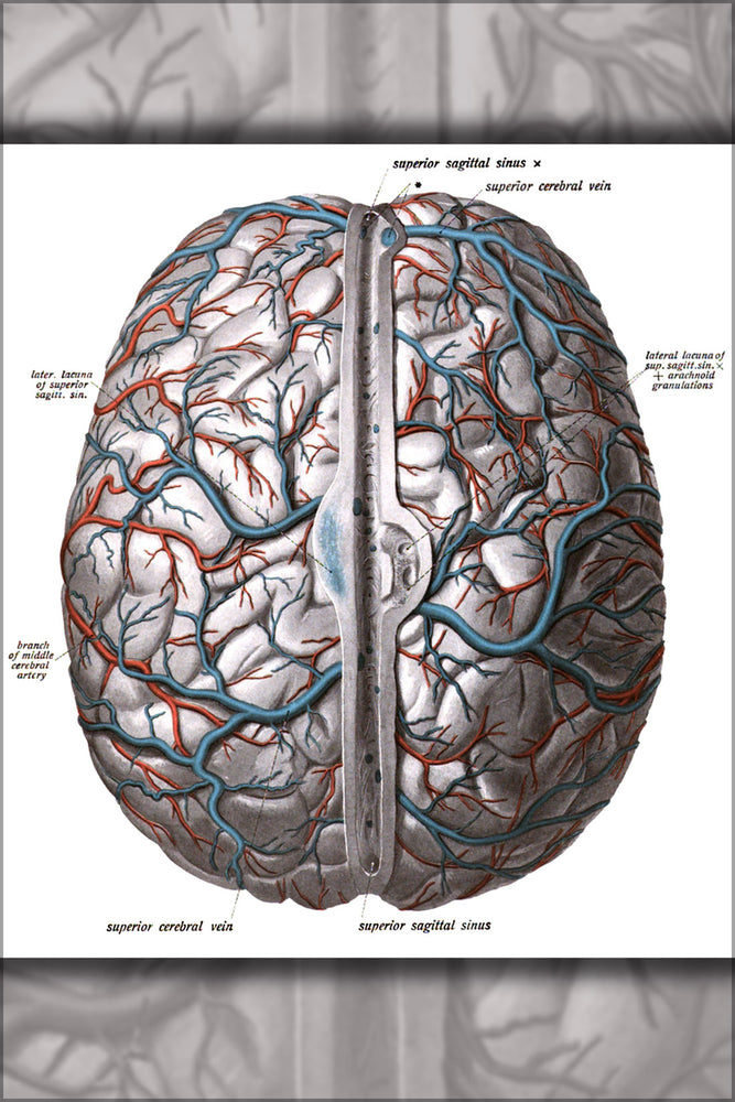 24"x36" Gallery Poster, brain diagram from Sobotta's Human Anatomy 1908