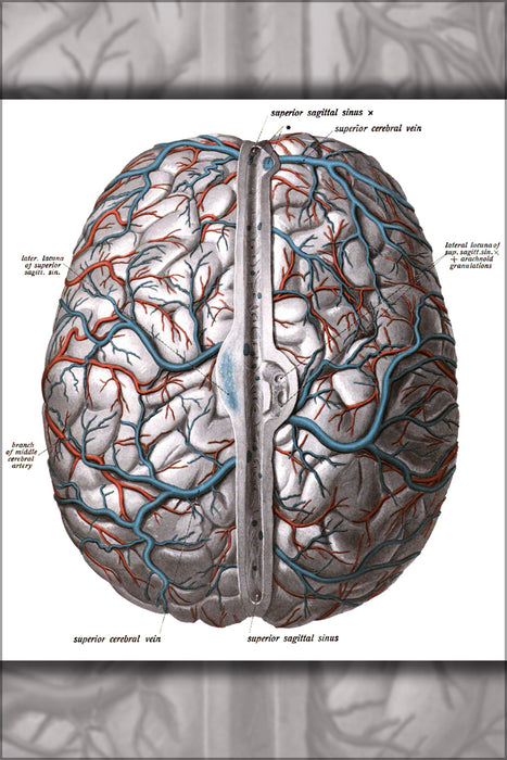 24"x36" Gallery Poster, brain diagram from Sobotta's Human Anatomy 1908