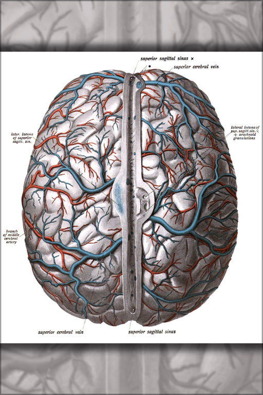24"x36" Gallery Poster, brain diagram from Sobotta's Human Anatomy 1908