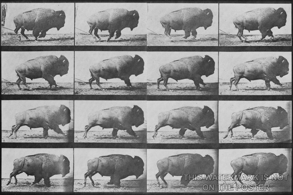 24"x36" Gallery Poster, buffalo (American bison) galloping.  Eadweard Muybridge1887