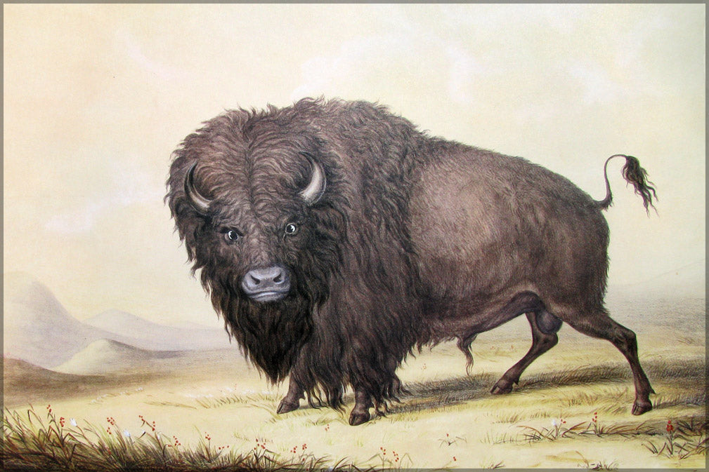 24"x36" Gallery Poster, bull buffalo George Catlin's painting of a bull buffalo. c1846
