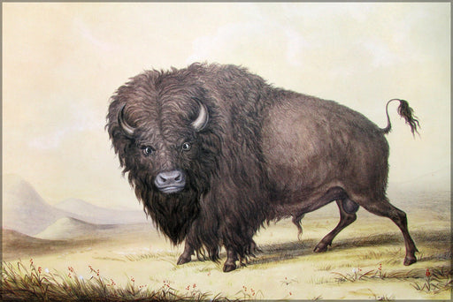 24"x36" Gallery Poster, bull buffalo George Catlin's painting of a bull buffalo. c1846