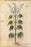 24"x36" Gallery Poster, cannabis Illustration from the Vienna Dioscurides. 6th century