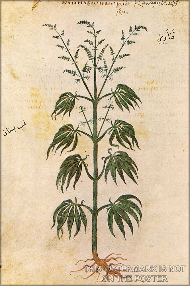 24"x36" Gallery Poster, cannabis Illustration from the Vienna Dioscurides. 6th century