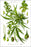 24"x36" Gallery Poster, cannabis c1885 marijuana pot smoking hemp weed