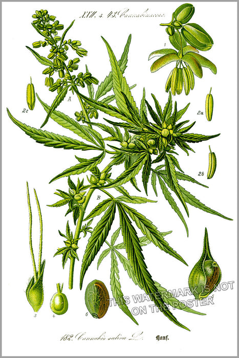 24"x36" Gallery Poster, cannabis c1885 marijuana pot smoking hemp weed