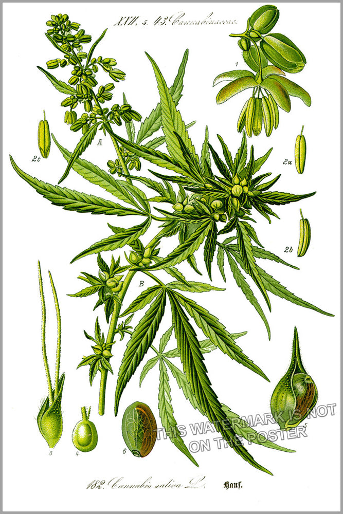 24"x36" Gallery Poster, cannabis c1885 marijuana pot smoking hemp weed