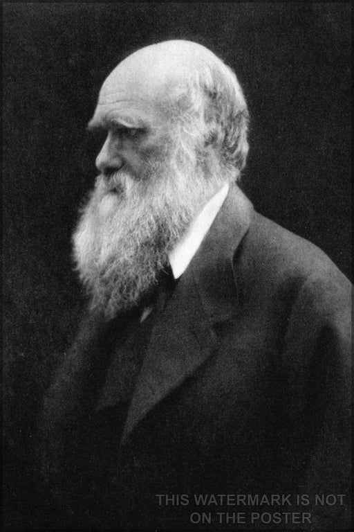 24"x36" Gallery Poster, charles darwin p3 Julia Margaret Cameron