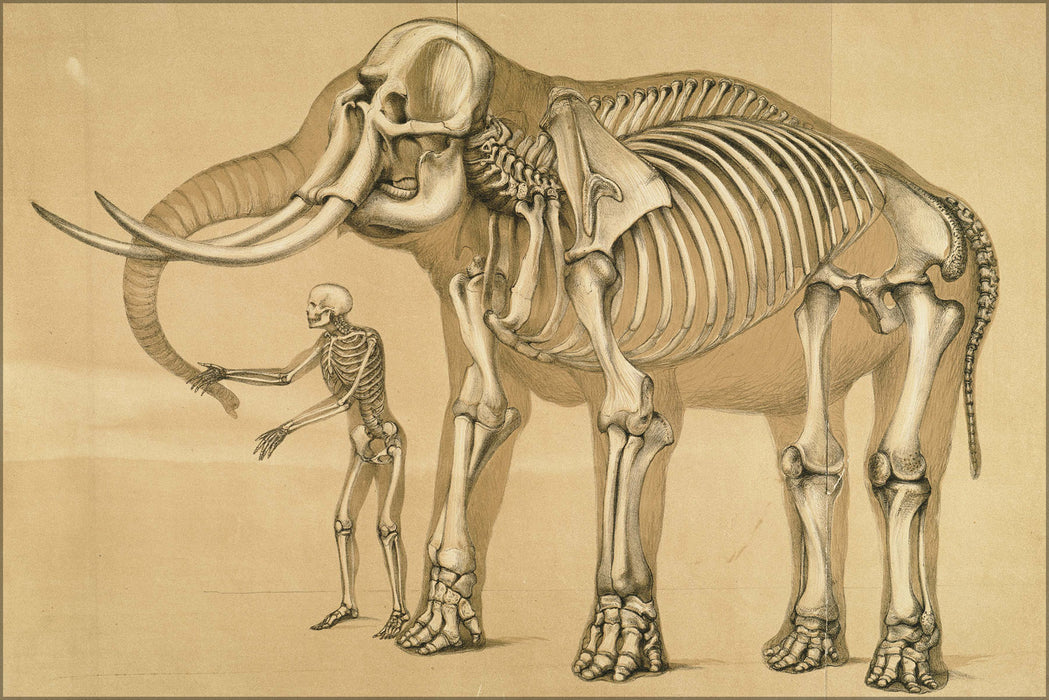 24"x36" Gallery Poster, comparative view of human and elephant skeleton frame 1860