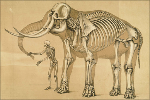 24"x36" Gallery Poster, comparative view of human and elephant skeleton frame 1860