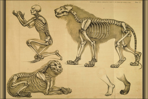 24"x36" Gallery Poster, comparative view of the human and lion frame. 1860. by hawkins