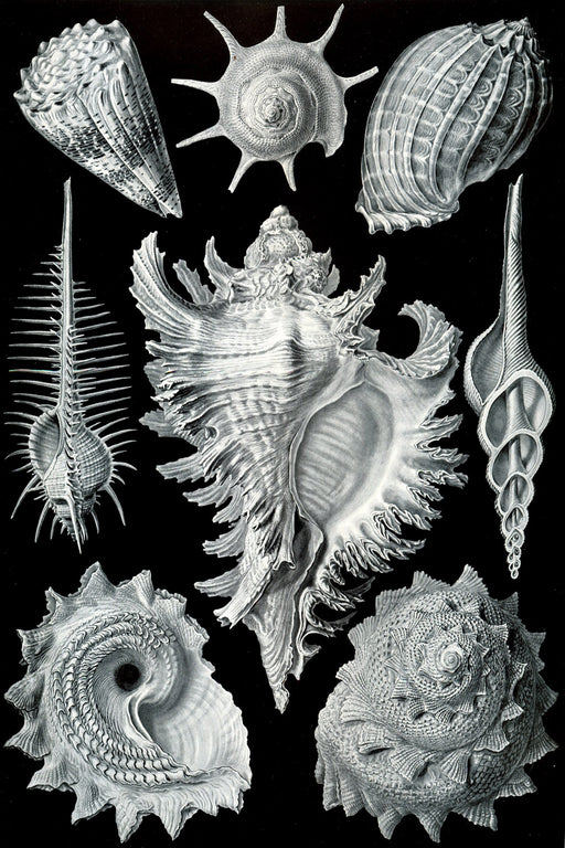 24"x36" Gallery Poster, conch sea shells prosobranchia by ernst haeckel 1904