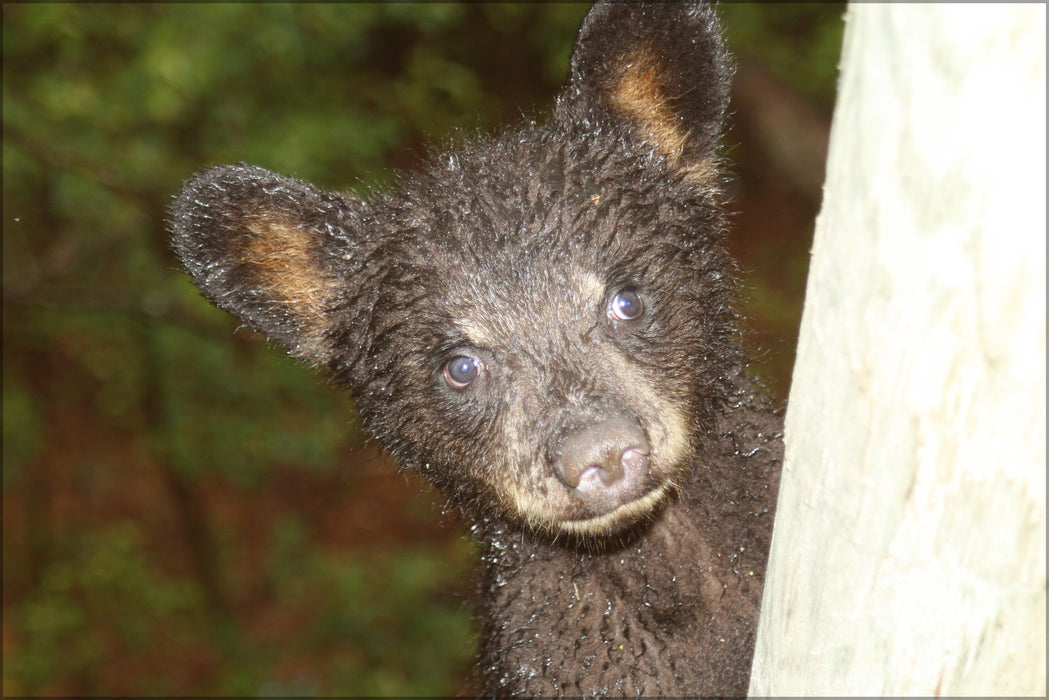 24"x36" Gallery Poster, curious American Black Bear Cub