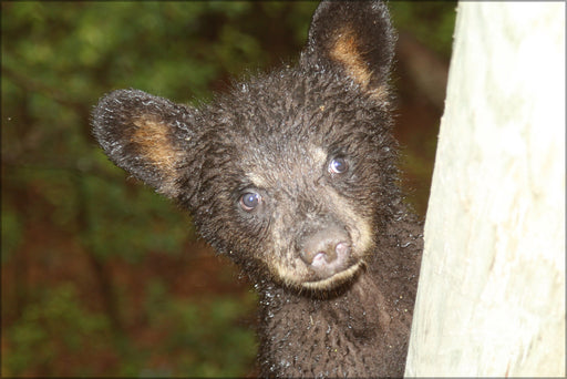 24"x36" Gallery Poster, curious American Black Bear Cub