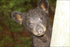 24"x36" Gallery Poster, curious American Black Bear Cub