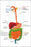 24"x36" Gallery Poster, gastrointestinal tract, also called the digestive tract