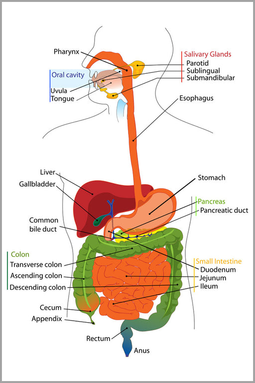 24"x36" Gallery Poster, gastrointestinal tract, also called the digestive tract
