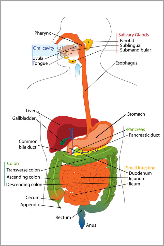 24"x36" Gallery Poster, gastrointestinal tract, also called the digestive tract