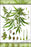 24"x36" Gallery Poster, hemp plant Cannabis c1887 05_22_19
