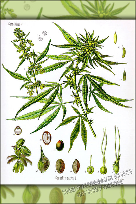 24"x36" Gallery Poster, hemp plant Cannabis c1887 05_22_19