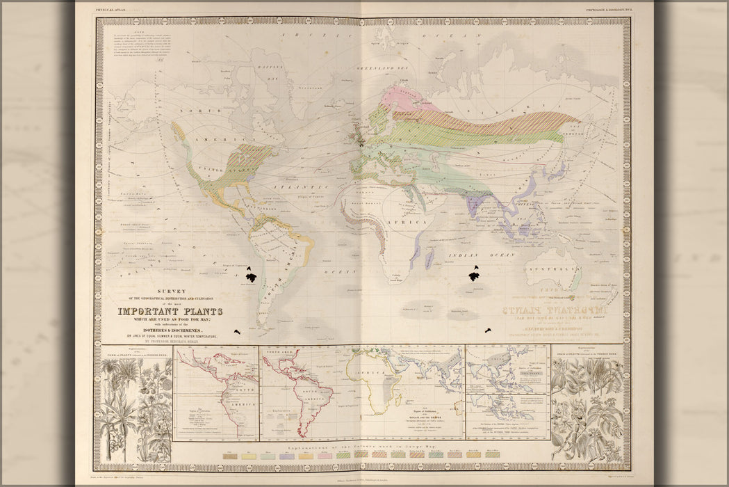 24"x36" Gallery Poster, horticulture world map of Important Plants 1848