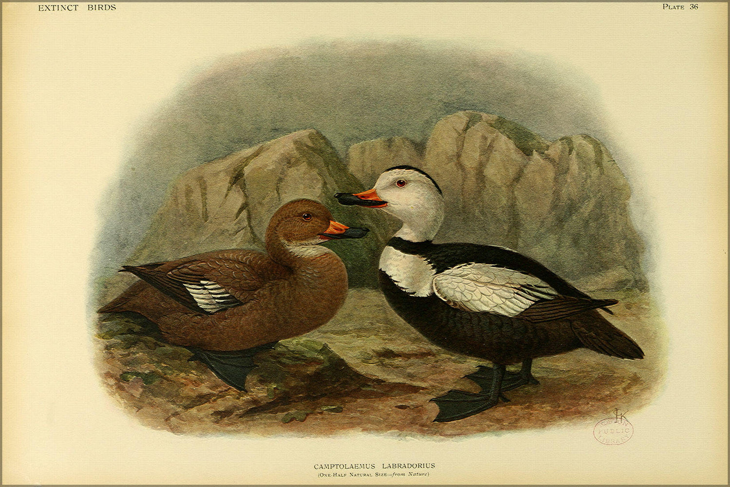 Poster, Many Sizes Available; Extinct Birds C1907; Labrador Duck