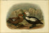 Poster, Many Sizes Available; Extinct Birds C1907; Labrador Duck