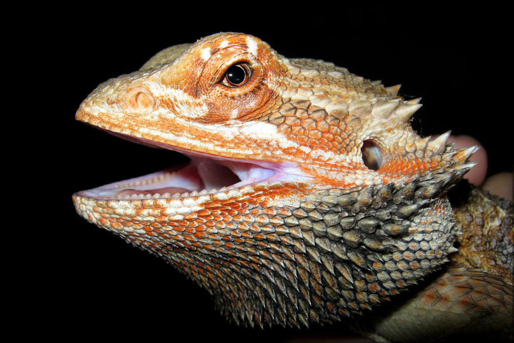 Poster, Many Sizes Available; Bearded Dragon, Orange Form