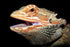 Poster, Many Sizes Available; Bearded Dragon, Orange Form