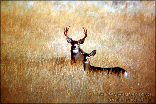 Poster, Many Sizes Available; Mule Deer - Copy