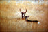 Poster, Many Sizes Available; Mule Deer - Copy