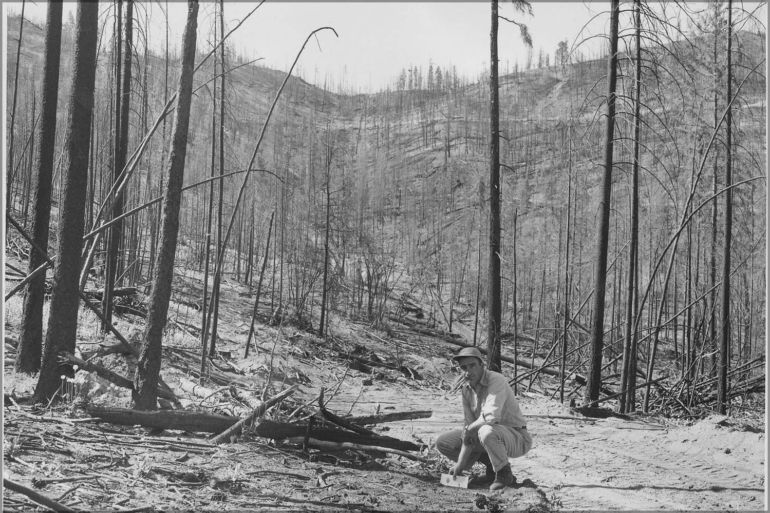 Poster, Many Sizes Available; Gunther Heeren Indicating A One Year Old Ponderosa Pine Seedling On The Keller Ridge Burn Of August 1958. Almo