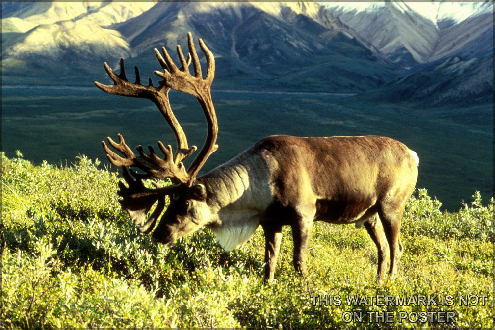 Poster, Many Sizes Available; Reindeer (Rangifer Tarandus), Also Known As The Caribou