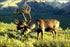 Poster, Many Sizes Available; Reindeer (Rangifer Tarandus), Also Known As The Caribou