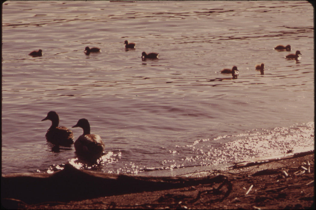 Poster, Many Sizes Available; Adult And Baby Mallard Ducks On Juanita Bay, Lake Washington At Kirkland Nara 552221