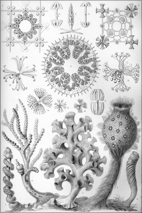 Poster, Many Sizes Available; Haeckel Hexactinellae